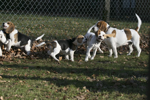 Beaglemeute Barsinghausen